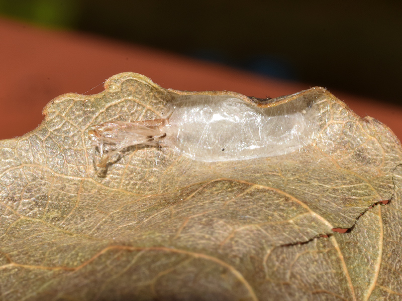 Caloptilia stigmatella -  Gracillariidae: larva, pupa, adulto